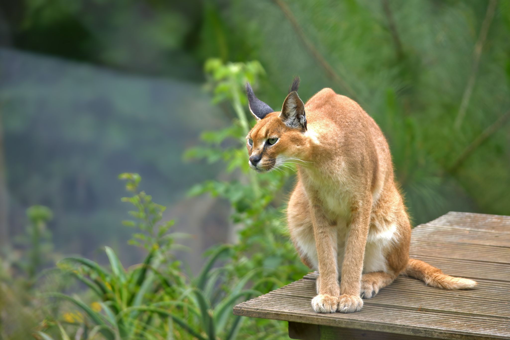 Karakal im Jukani Wildlife Sanctuary